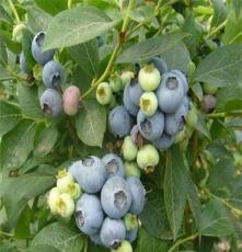 蓝莓苗介绍 北高丛 蓝莓苗价格