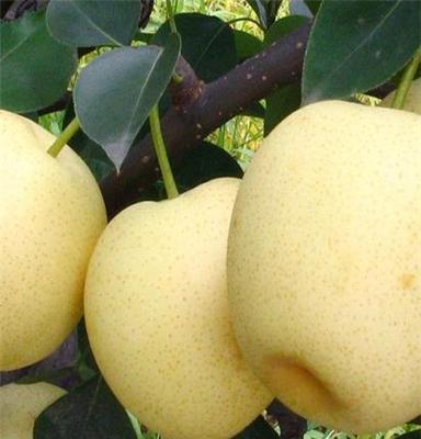 梨树苗种植技术 秋月梨成熟期
