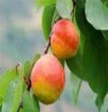 早熟红密杏 抗寒丰产 大棚种植金太阳杏果树苗 美国凯特杏
