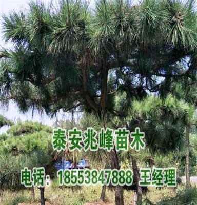 泰安兆峰苗木大量现货供应 华山松 泰山景松 价格合理 规格齐全