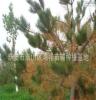 面向全国 批发供应优质的泰安的绿化苗木黑松