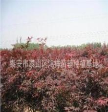 面向全国 批发供应优质的泰安的绿化苗木红枫