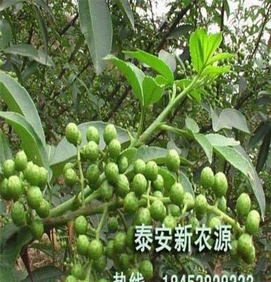 山东大红袍花椒批发价格