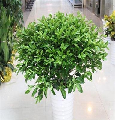 能适应武汉冬天的中型室内植物非洲茉莉盆栽，净化空气的灰莉植物
