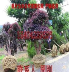 苏州红花继木桩 造型红花檵木盆景 苏州别墅绿化设计施工
