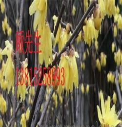 绿化苗木、江苏省苏州市花木、苏州市苗木盆景、庭院景观绿化工程