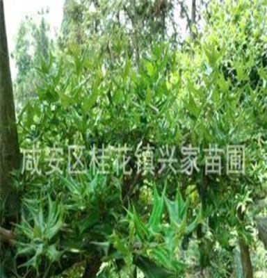 供应湖北咸宁桂花镇移栽绿化苗木构骨 造型构骨 移栽构骨 苗木