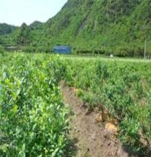 厂家批发-大量供应优质蓝莓种苗、苗木