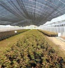 大量供应优质蓝莓苗、苔藓苗（南高丛）蓝莓苗木、种苗