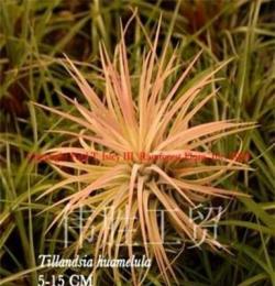 批發 室內觀花植物 大型精靈 空氣鳳梨