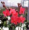花卉盆景-室内观花植物-蝴蝶兰红