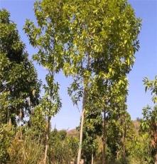 供应绿化扁桃树胸径6--8公分绿化苗木渺茫产地直销