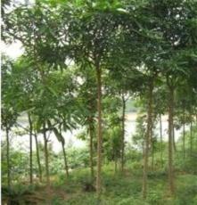 大量供应绿化苗木秋风树胸径6--10公分绿化苗木产地直销