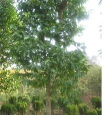 供应绿化苗木盆架子胸径6--15公分绿化苗木产地直销