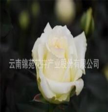 出口品质A级鲜切花玫瑰--锦苑花卉基地出品（3）