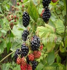 果树苗木批发/湖南果苗 黑莓苗-黑赫尔 黑树莓苗 当年结果
