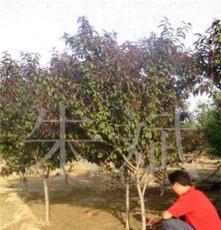 供应广（红白紫）玉兰、乔木、树木、盆景、绿化