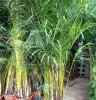 供应富贵椰子 华盛顿棕榈苗 福建漳州马口苗木价格 园林绿化公司