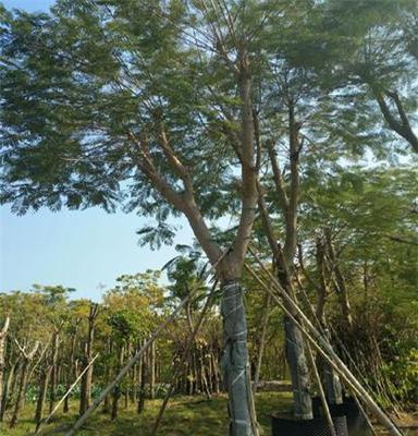 上海凤凰木种植场，批发，大量供应