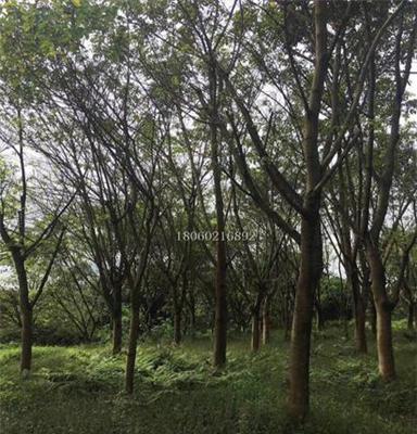 安徽黄葛树风景树，种植场