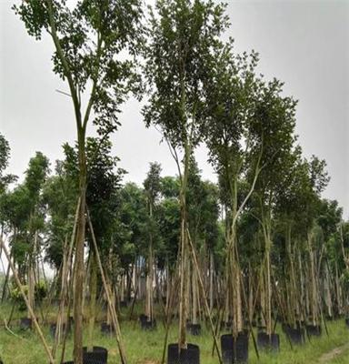 湖北黄花风玲木价格，苗木，基地