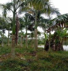 主营湖北大王椰子，基地自销，精品绿化苗木