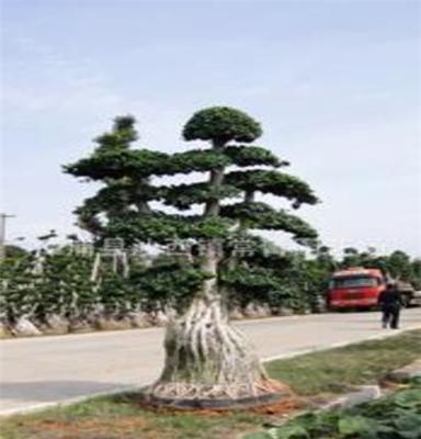 漳州沙西榕树 造型榕树盆景 提根