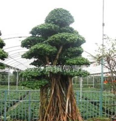 漳州沙西桩头造型榕树盆景