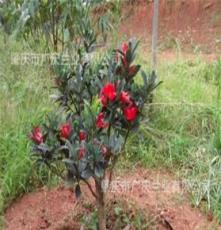 批发价低、质优四季常绿常开花的杜鹃（四季）红山茶树苗、种苗