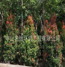 供应灌木植物 澳洲红车 彩叶植物 庭院城市公园绿化 品质优良