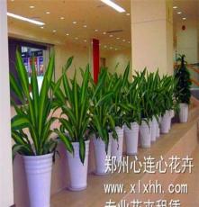郑州办公室租花就选郑州心连心花卉、专业品质、贴心服务