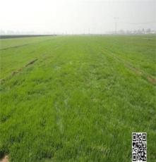 河南草坪基地郑州草皮价格选恒众草坪更放心－早熟禾，高羊茅