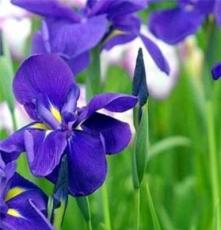 特价批发水生花卉植物，庭院植物，蓝色花菖蒲