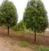 大量供应湖南绿化苗木10-20公分规格桂花树
