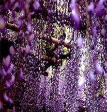 出售攀援植物紫藤 紫藤苗 大小规格紫藤花 紫藤苗