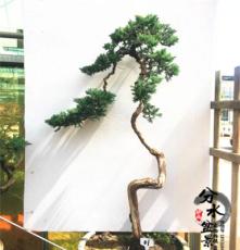 分水盆景：实物拍摄 地柏盆景 松柏素材盆栽 造型优美地柏树桩