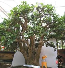 分水盆景：大型黄杨盆景古桩造型 黄杨树桩实物老桩