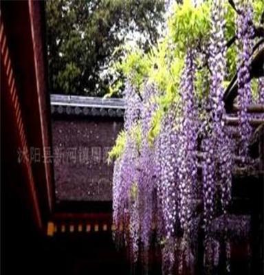 紫藤、地锦、扶芳藤等攀援植物