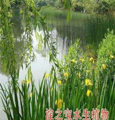 河北淀之宝 大量香蒲种苗供应 最新香蒲苗报价