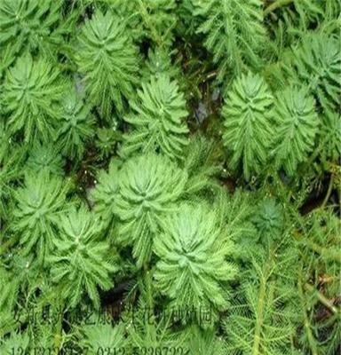 沉水植物种苗