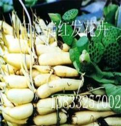 2011年荷花藕苗 荷花種苗 荷花苗批發(fā)零售 食用觀賞藕苗