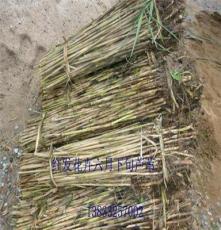 红发芦苇 批发芦苇苗 创新芦苇种植 低价芦苇种苗