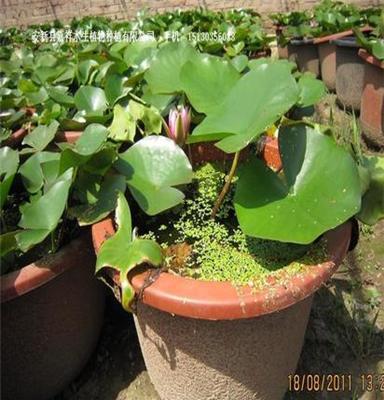 盆栽水生植物 种苗  水生花卉营养钵栽