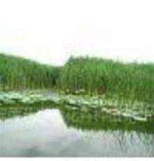大量批发种植芦苇 嘉祥水景自产自销芦苇种苗