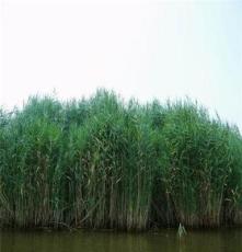 供应山西湿地芦苇苗种植优质芦苇种苗批发商