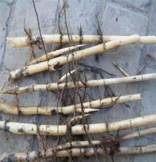 湿地芦苇种植   优质耐寒抗旱芦苇种苗批发商