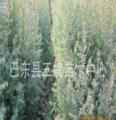 供应三峡苗木柏木苗 高品质高成活率观叶植物柏木苗木种苗