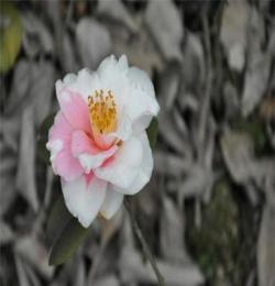 大量供應(yīng)茶花苗木 花色豐富 品種多樣 工程綠化苗木 四川山茶