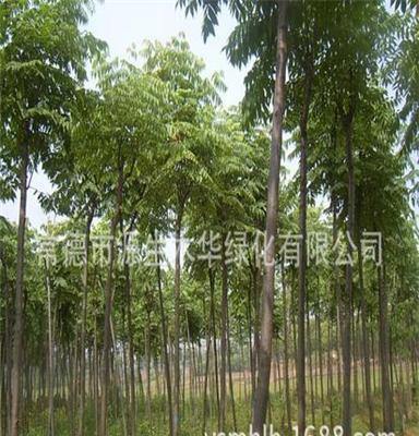 [源生木华园林 低价供应3-6公分野生栾树 绿化苗木