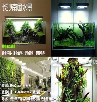 南昌室内绿化、假山盆景、植物墙、生态就找长沙  南国水景